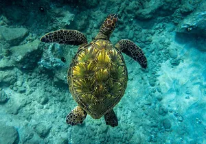 Turtle Town - Snorkel with Turtles and Free Underwater Photos
