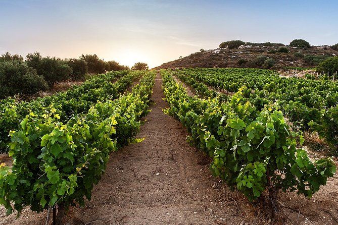Semi Private Wine Tour of 2 wineries with Transfer and Lunch