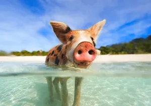 Swimming Pigs and Snorkeling Adventure on Athol Island