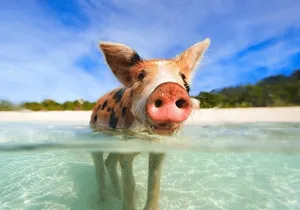 Swimming Pigs and Snorkeling Adventure on Athol Island