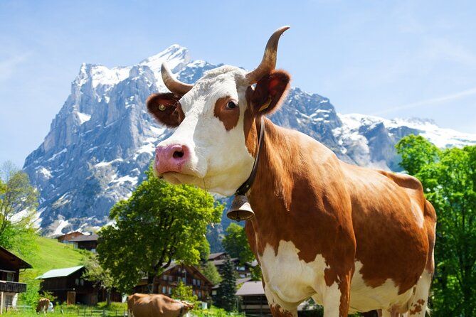 From Zurich: Rhine Falls, Chocolate & cheese Small Group Tour