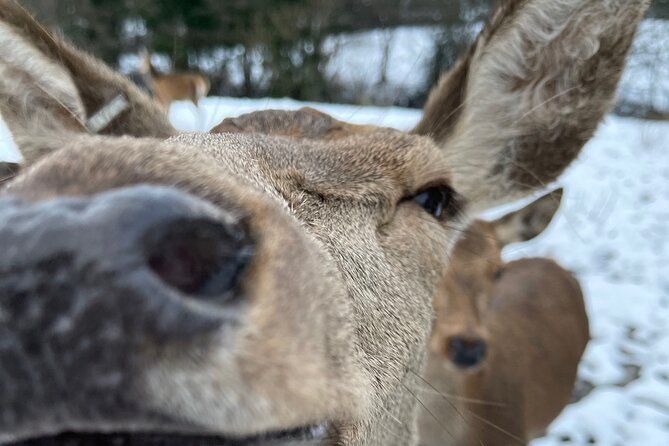 Private Deer Park Tour and Day Out in Leek
