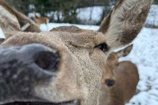 Private Deer Park Tour and Day Out in Leek