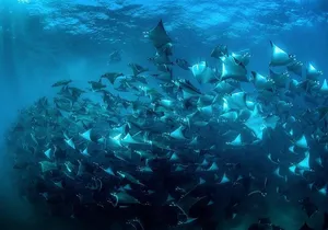 Snorkeling Open Ocean Wildlife Safari in Los Cabos with Photos Included