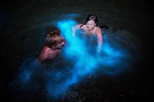 Mesmerizing Luminous Lagoon (Glistening Waters) Night Tour