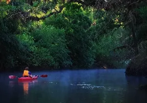 Orlando Alligator Experience