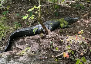 Gator Viewing Clear Kayak Springs Tour