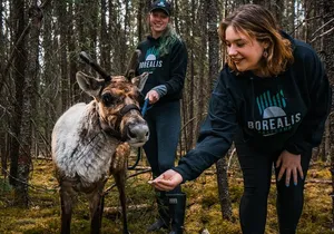 Walking with Reindeer Experience