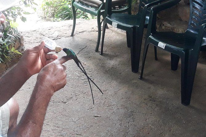 Private Rockland Bird Sanctuary Tour from Montego Bay
