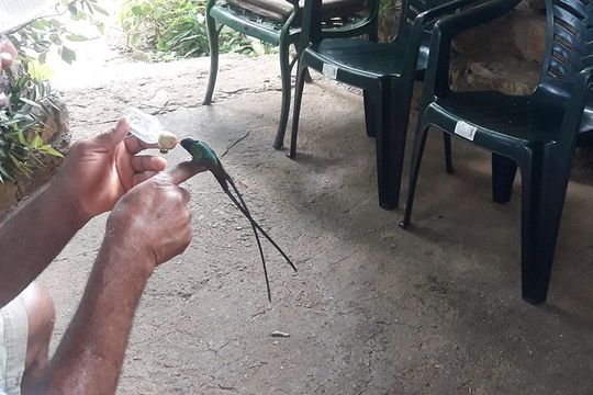 Private Rockland Bird Sanctuary Tour from Montego Bay