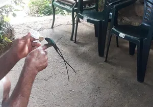 Private Rockland Bird Sanctuary Tour from Montego Bay