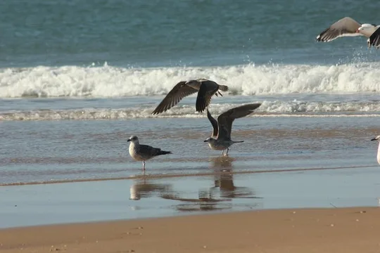El Rocio, Donana Natural Park and Matalascanas Beach Day Trip from Seville