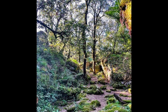 Forest Hike With Faeries & Wine Tasting Private Tour