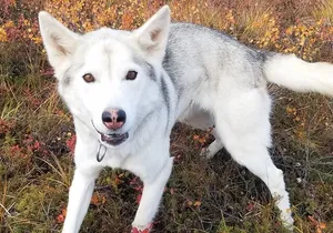 Tundra Walk with Free Running Sled Dogs