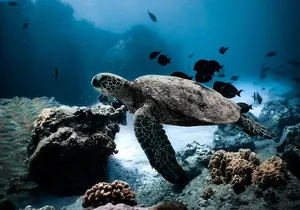 Turtle Canyon Snorkel Tour - Semi-private: 6 passenger max