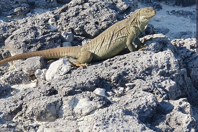 Clear Bottom Kayaks Mangrove and Iguana Tour