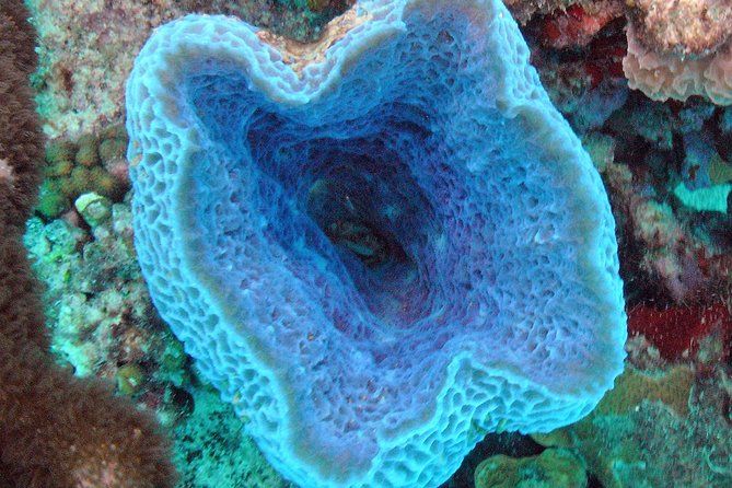 Small-Group Aruba Scuba Diving for Non-Certified Divers