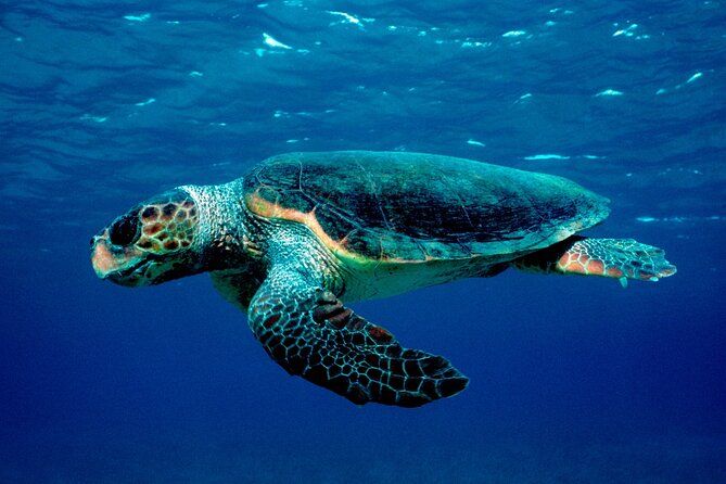 Laganas Zakynthos: Marathonissi, Keri Caves and Turtles Spotting