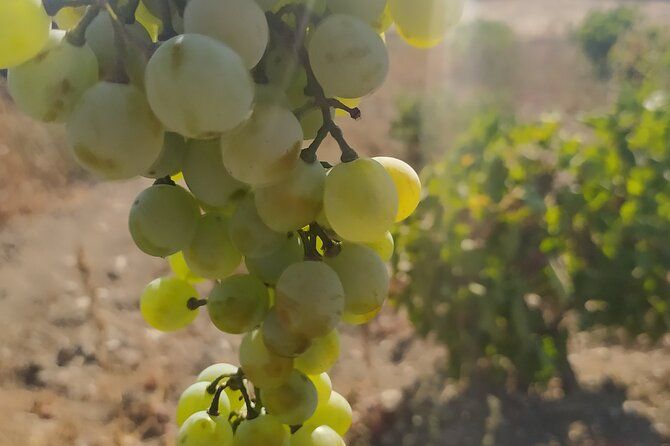 Naxos Farm Experience and cheese making