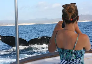 Private Whale Watching in San José del Cabo