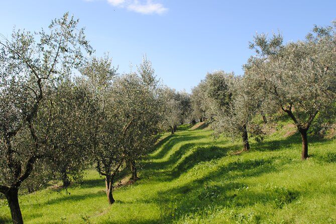 Peza Valley Afternoon Tour: Soap Making, Olive Oil, Wine & Raki