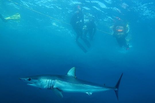 Shark Safari & Snorkel Adventure in Cabo San Lucas
