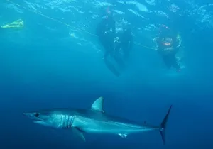 Shark Safari & Snorkel Adventure in Cabo San Lucas