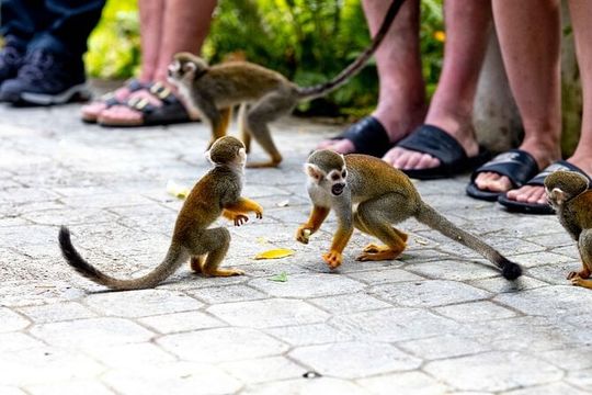 Punta Cana Monkeyland and Zipline Two Adventures in One Day