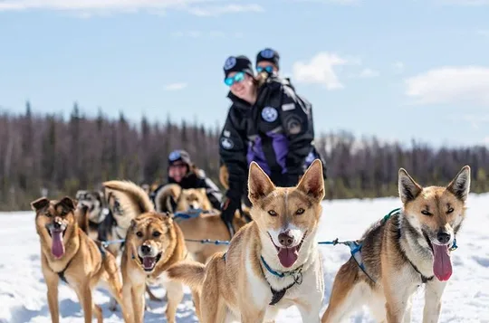 Sled Dog Ride and Scenic Drive from Anchorage