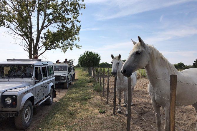 Camargue 4x4 Safari 2 hours Saintes Maries de la Mer