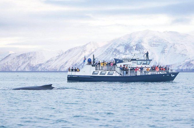 Húsavík: Familiedrevet hvalsafaritur