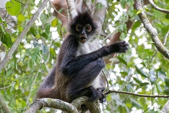 Unforgettable Journey: Coba, Monkey Reserve, and Mayan Cenote