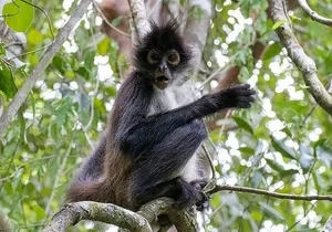 Unforgettable Journey: Coba, Monkey Reserve, and Mayan Cenote