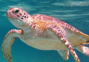 Akumal Turtles Snorkeling and GoPro pictures