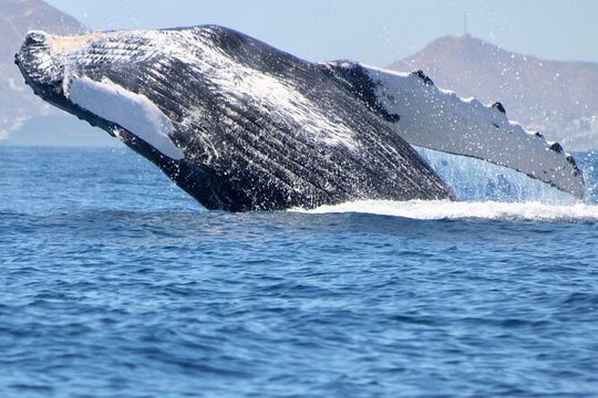 The Best Whale Watching in San Jose del Cabo
