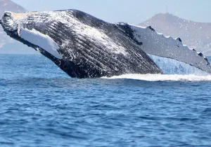The Best Whale Watching in San Jose del Cabo