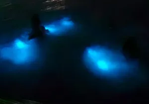 Luminous Lagoon Night Tour and Swim/Fire Dance from Montego Bay