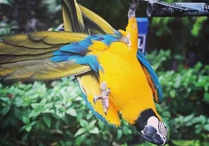 Rockland Bird Sanctuary Tour [Transportation] Hotel Pick-Up