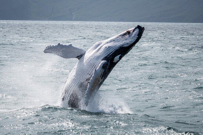 Húsavík: Family-Run Whale Watching Tour
