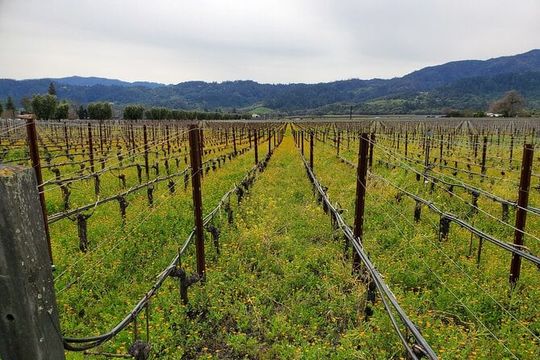 6-Hour Sparkling Wine Tour of Napa Valley