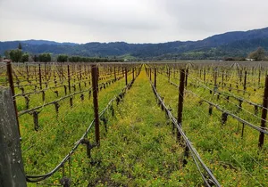 6-Hour Sparkling Wine Tour of Napa Valley