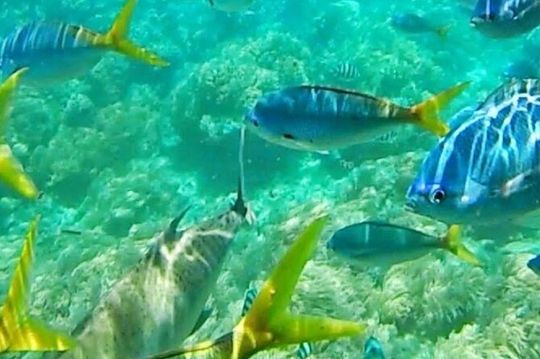 Glass Bottom Boat Water Activity in Montego Bay Jamaica