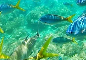 Glass Bottom Boat Water Activity in Montego Bay Jamaica