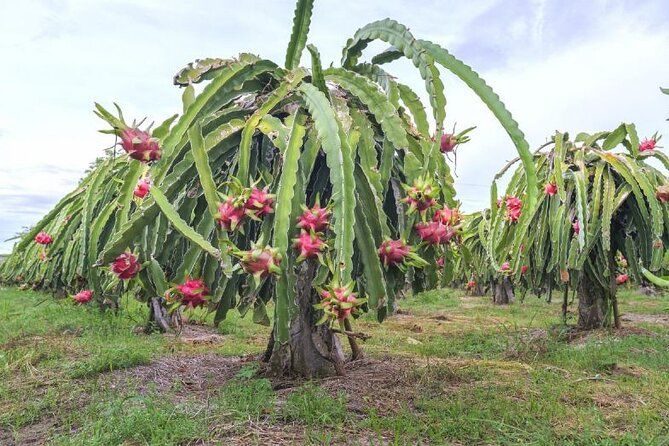 Private Traditional Olive Grove and Dragon Fruit Farm Tour
