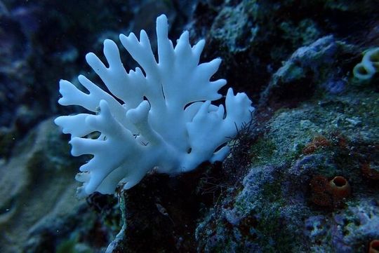 Scuba Diving and shopping on the Hipstrip.