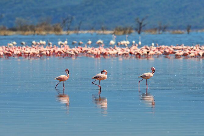 Private Bonaire Island Tour in English with a Bonaire Local