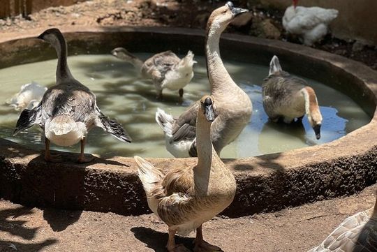 Bird Aviary/Shopping & Beach Day Out in Montego Bay