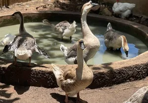 Bird Aviary/Shopping & Beach Day Out in Montego Bay