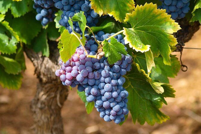 "Wine Tasting Winery Experience & Guided Tour of Corinth"