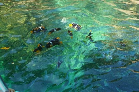 Private Half-Day Tour with Snorkeling at Animas Beach